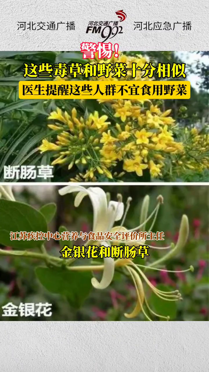 警惕!这些毒草和野菜十分相似。医生提醒,这些人群不宜食用野菜