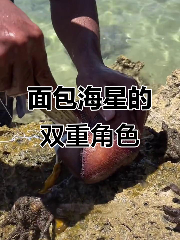 面包海星:珊瑚杀手还是抗癌新希望?