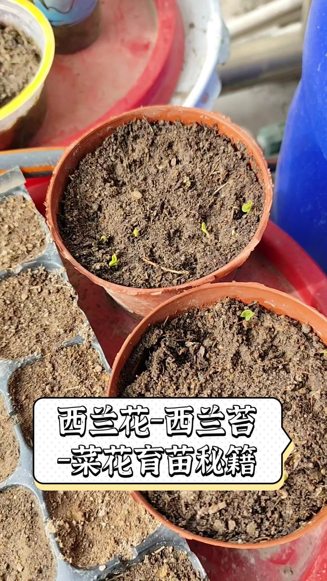 西兰花-西兰苔-菜花育苗秘籍