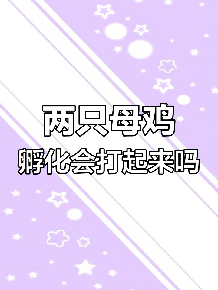 两只母鸡孵蛋,会不会打架?江山白毛乌骨鸡与太和乌鸡的“争斗”