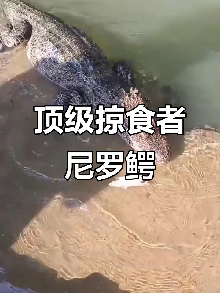 非洲鳄鱼之王尼罗鳄,咬合力惊人!