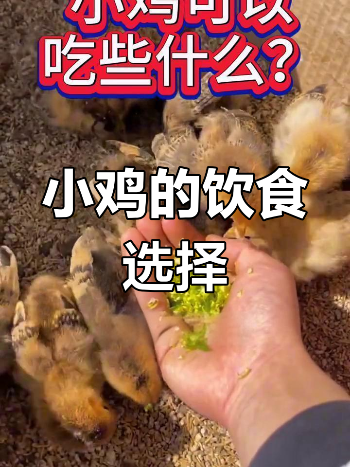 小鸡能吃哪些食物?