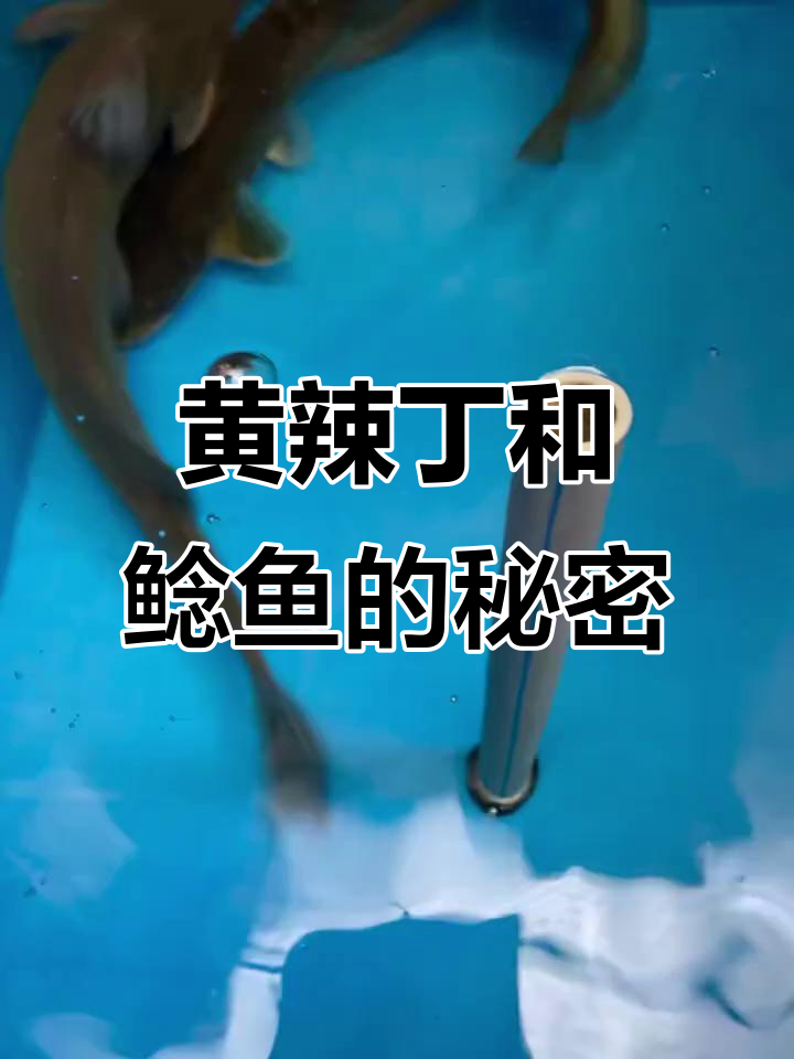 野生黄辣丁与鲶鱼大揭秘,你了解它们吗?