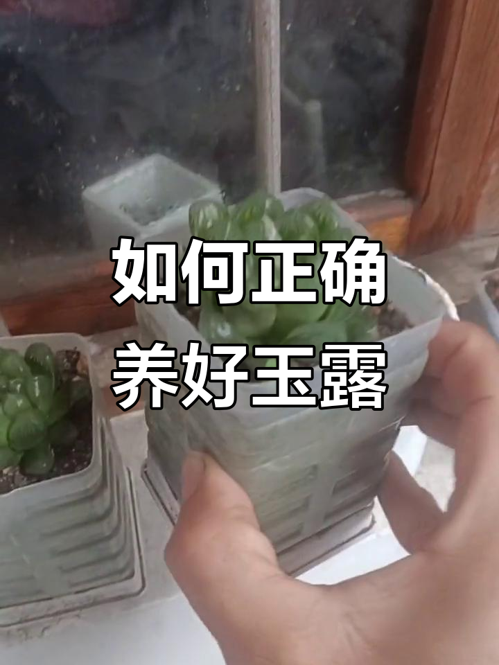 玉露多肉植物养护技巧：喜阴凉通风，避免阳光直射
