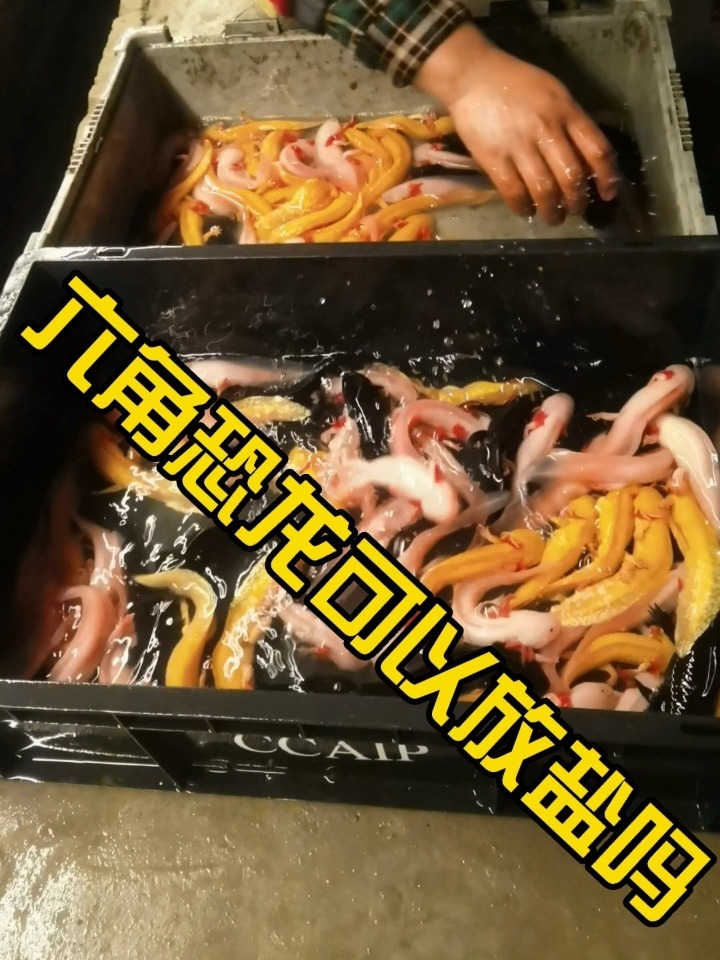 六角恐龙鱼可以用盐吗?
