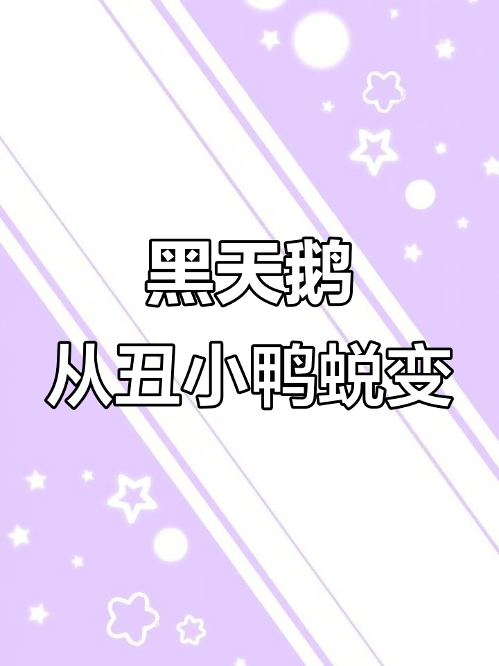 从丑小鸭到黑天鹅,爱情与忠诚的象征