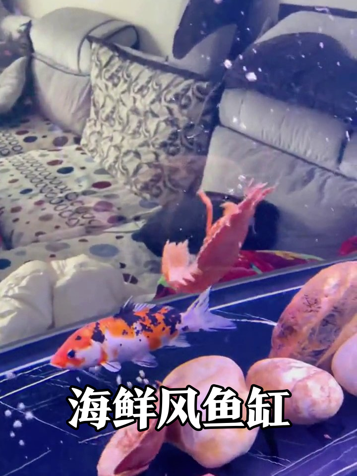 鱼缸秒变海鲜摊?锦鲤在粉色贝壳堆里一脸懵