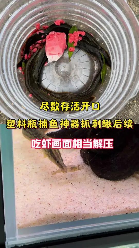 刺鳅怎么喂,首选河虾,营养丰富不是画面解压
