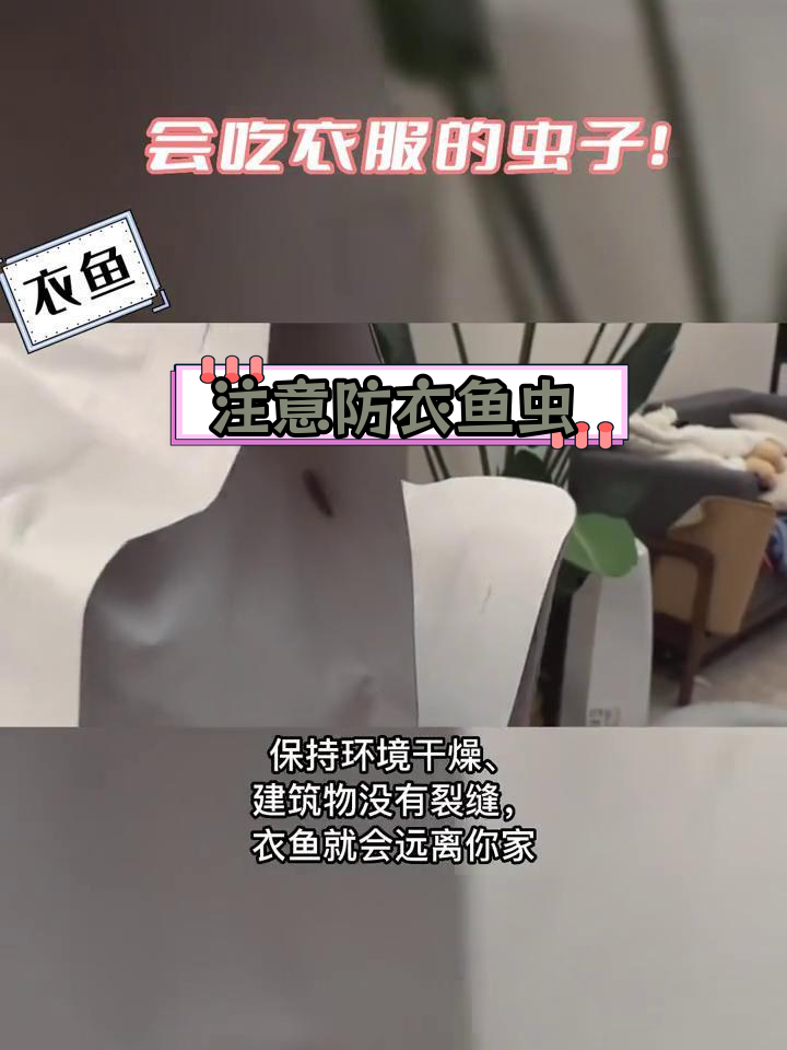 衣鱼虫危害衣物,如何防范?