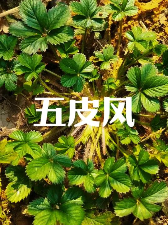 每个人的内心都有一个深不见底的伤痕,只是有人学会掩饰,有人学会释放。一起识百草,民间常称 