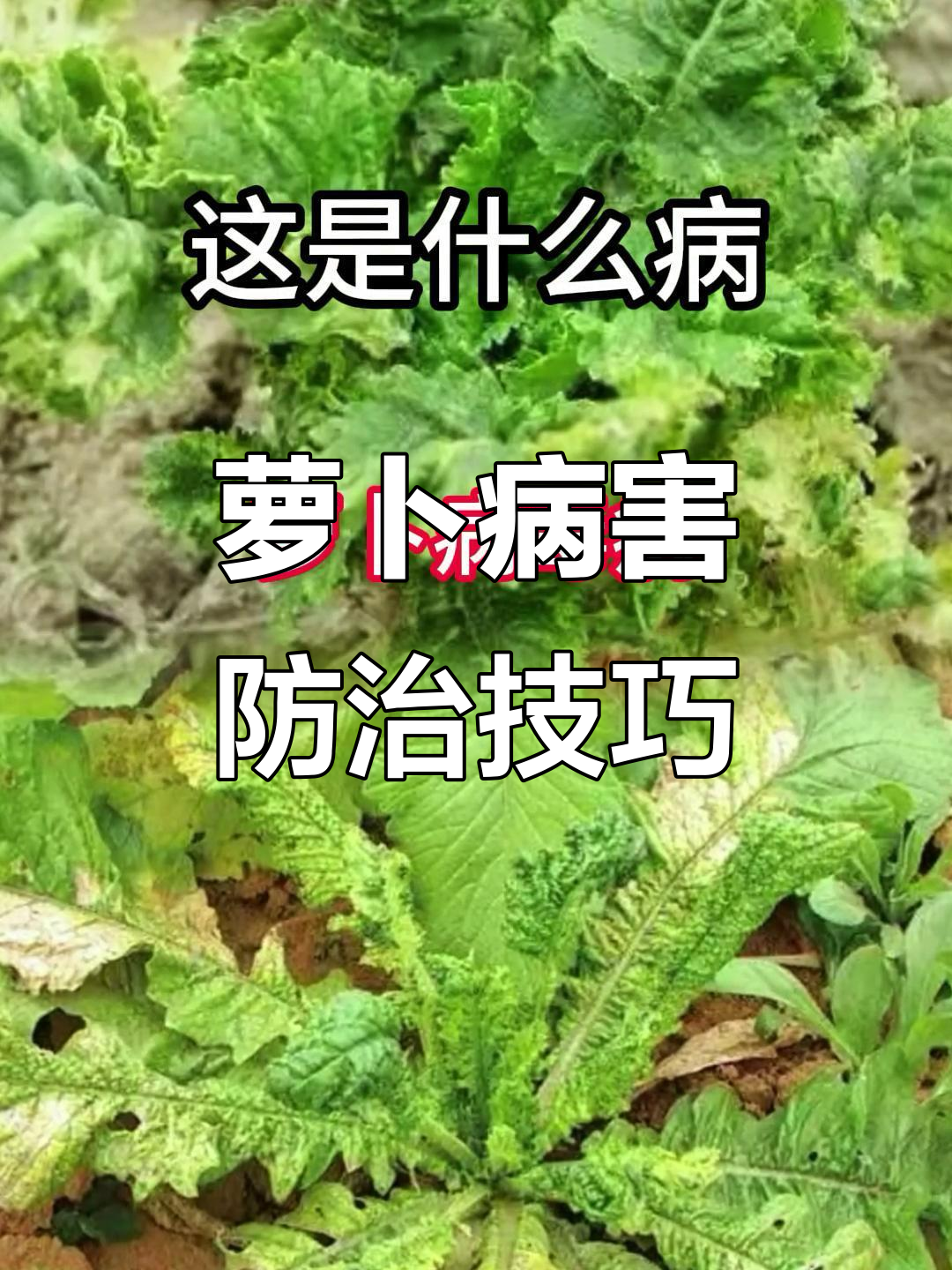 萝卜常见病害及防治方法,轻松搞定各种问题
