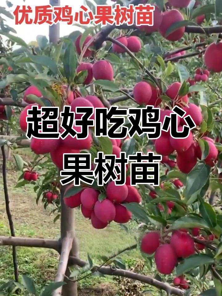 鸡心果:脆甜可口,耐寒高产,九月成熟正当时