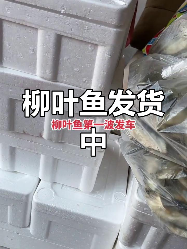 柳叶鱼发走第一波,下午继续送出美味