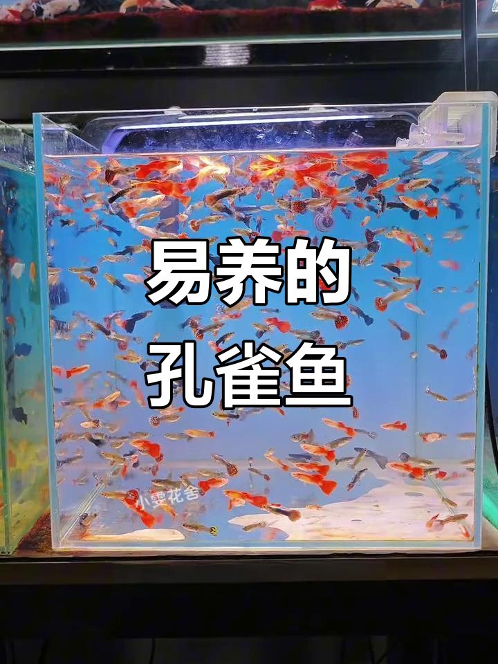 孔雀鱼易养,适合新手入门的小型热带观赏鱼类