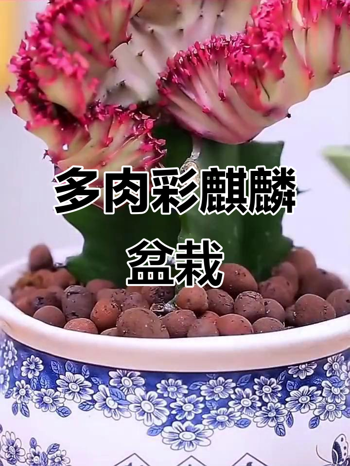 彩麒麟多肉植物,耐旱开花,办公室桌面必备绿植