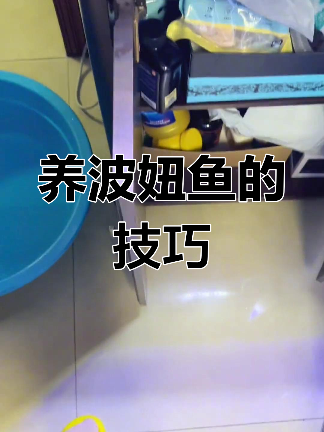 波妞鱼能养活吗?