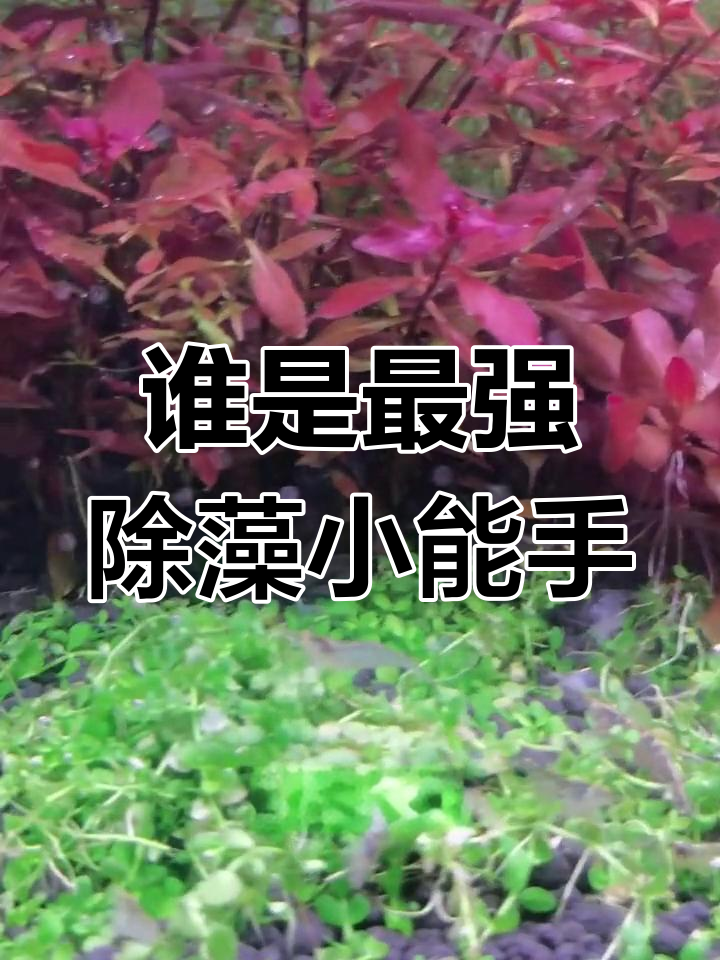 黑可虾与橘红樱花虾的除藻大比拼