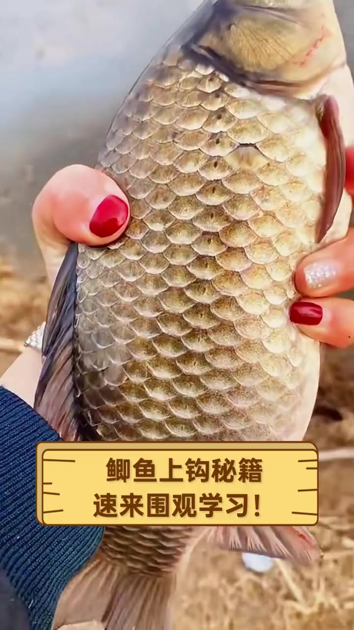 鲫鱼上钩秘籍,速来围观学习!
