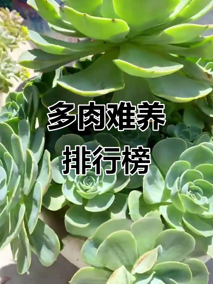 养好多肉祖宗,熊童子、婴儿手指和玉蝶的养护心得