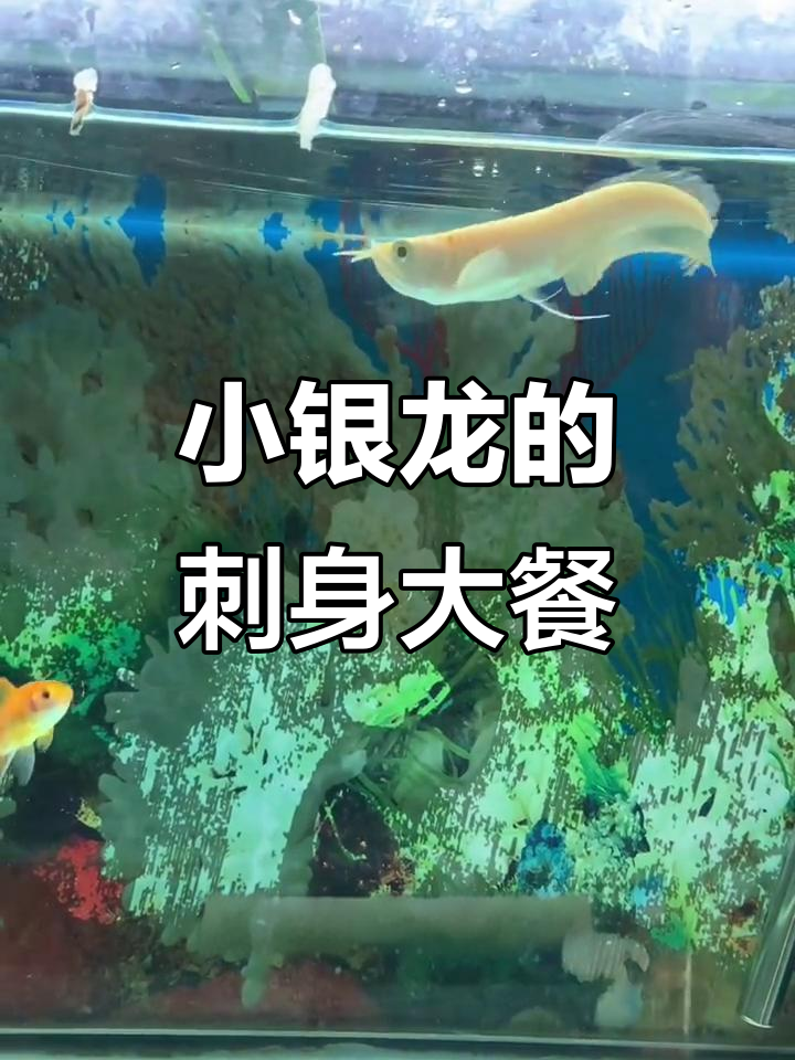 银龙鱼吃刺身,健康又美味