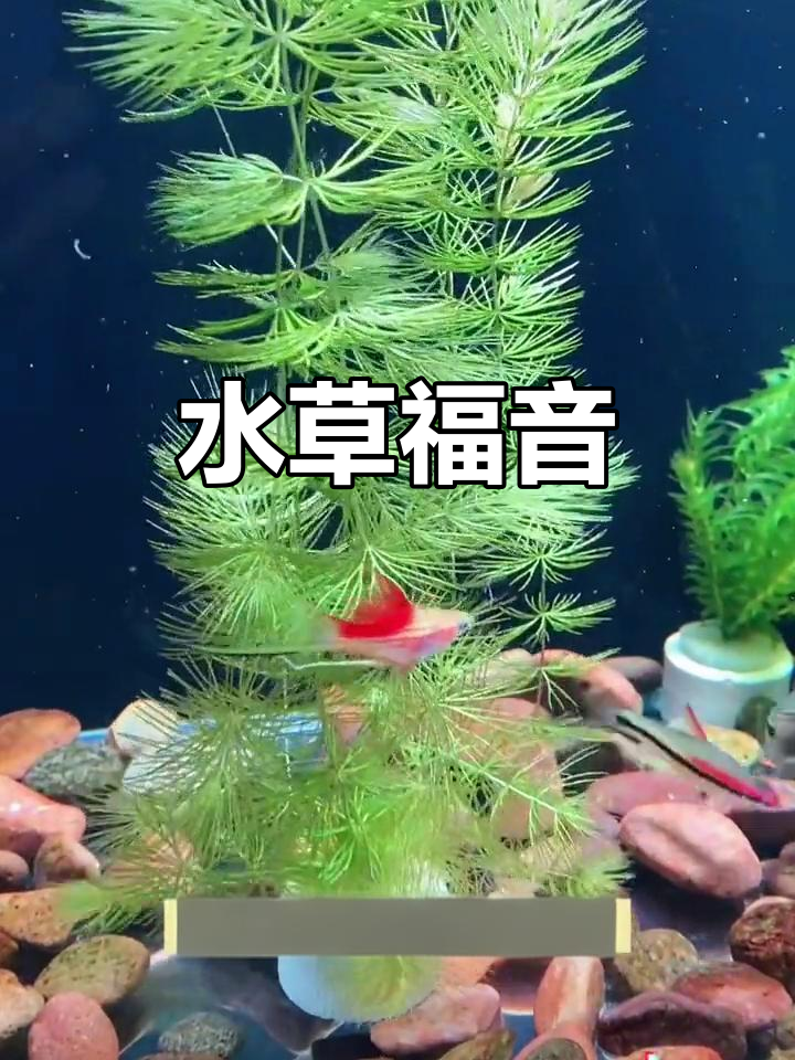 金鱼藻让小鱼更安全,水草养护超简单,新手必备!