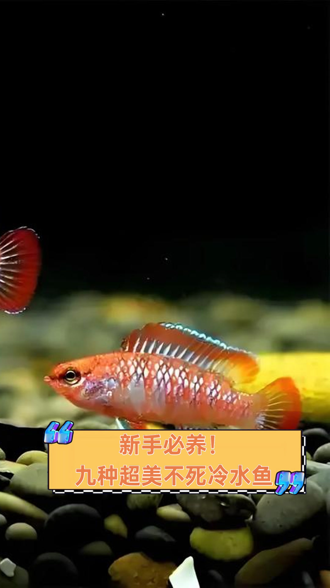 新手必养!九种超美不死冷水鱼