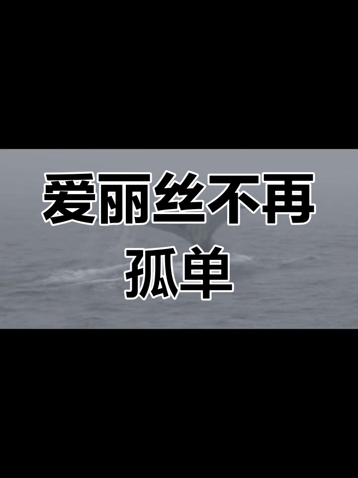 52赫兹鲸鱼并非孤独