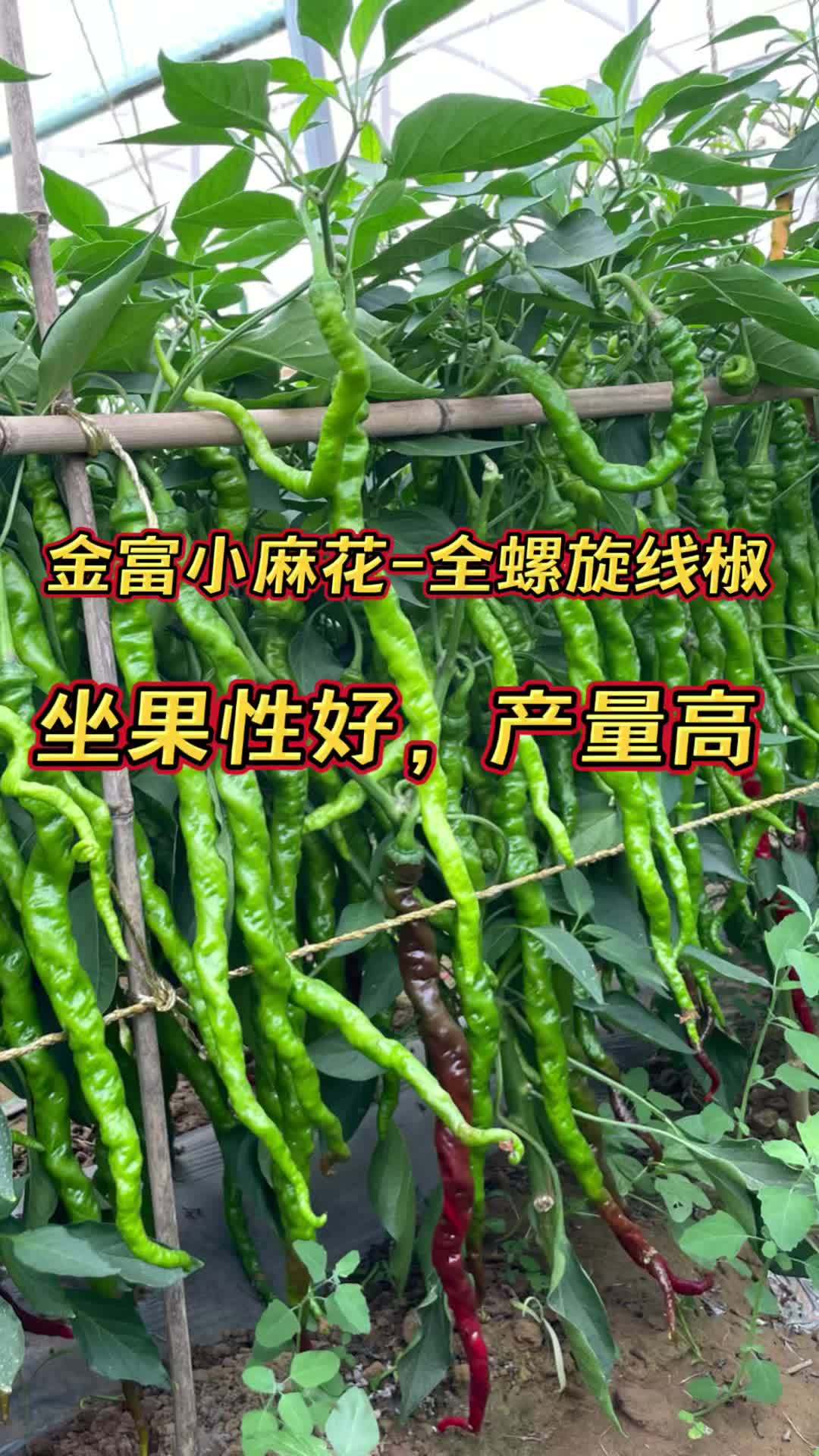 金富小麻花-全螺旋线椒。果型好、坐果性好、产量高!三农 蔬菜种植 辣椒