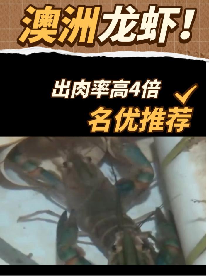 出肉率是本地龙虾的4倍!澳洲淡水龙虾到底有多值得养?!水产养殖 冬棚养虾 澳洲龙虾 养虾人
