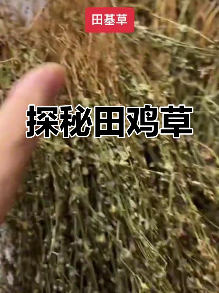 田鸡草的秘密,你了解吗?