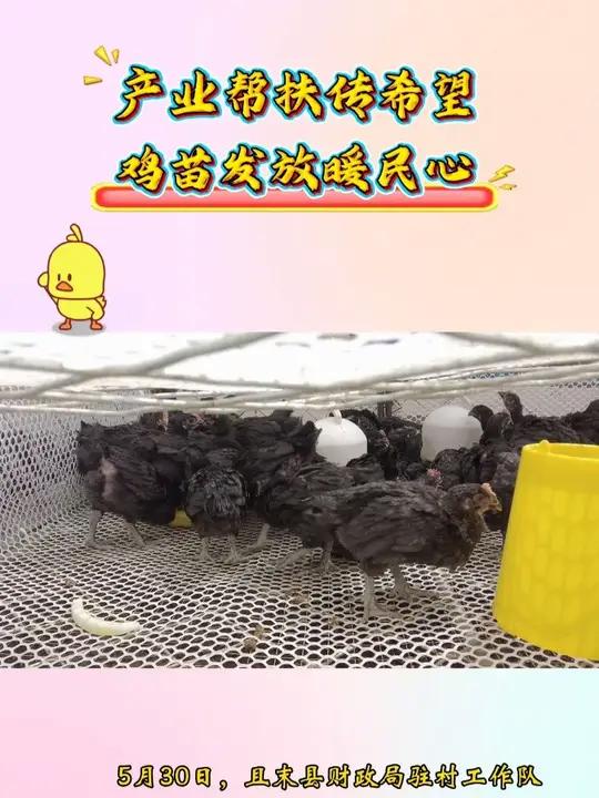 产业帮扶传希望 鸡苗发放暖民心 助农鸡苗发放帮扶(视频制作:袁春雪)