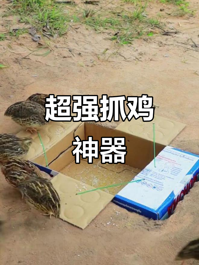 户外抓鸡神器一网打尽,野鸡掉入陷阱瞬间消失