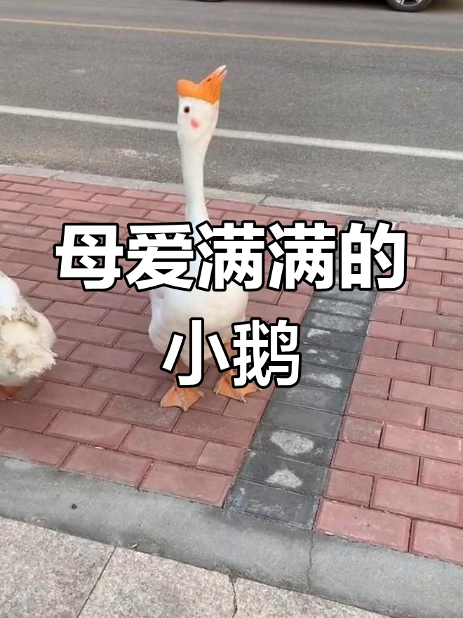 小鹅太可爱了，母鹅舍不得放手！