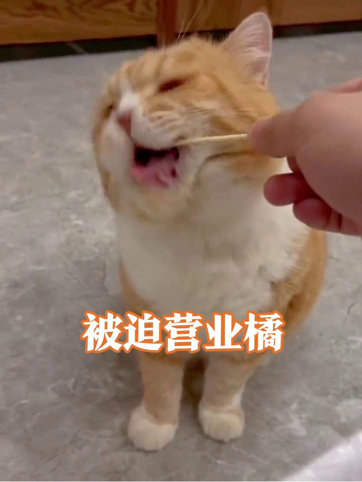 橘猫躲角落被抓包刷牙,生无可恋表情笑翻网友
