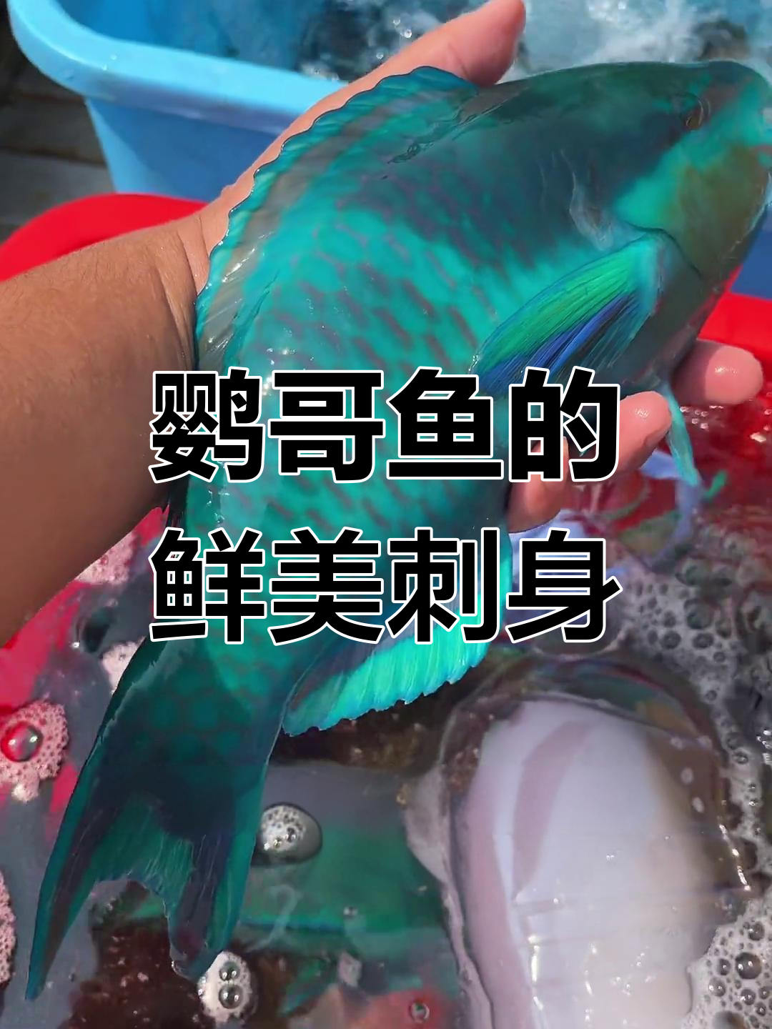 鹦哥鱼:珊瑚礁中的美味之源