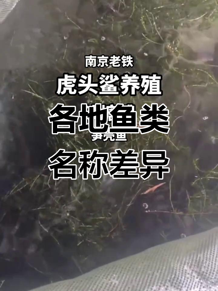 沙塘鳢、虎头鲨与笋壳鱼,各地叫法大不同!