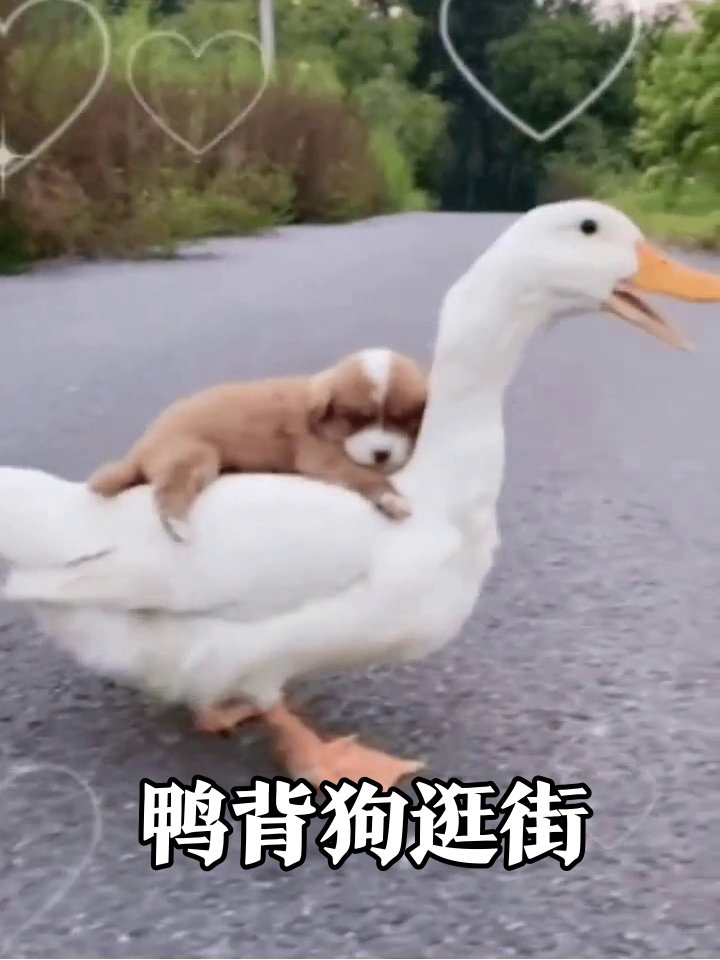 大白鸭化身“滴滴”,小奶狗躺背兜风,这组合萌化了!