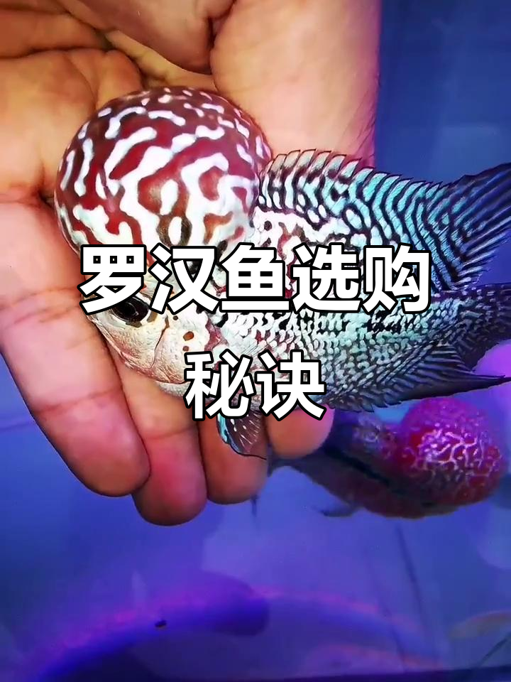 挑选罗汉鱼,小尺寸大头更有潜力,后期成长更惊人!