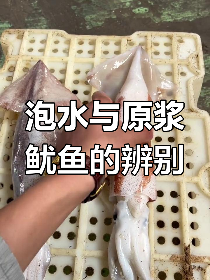 如何区分泡水鱿鱼和原浆鱿鱼,耳朵硬软是关键
