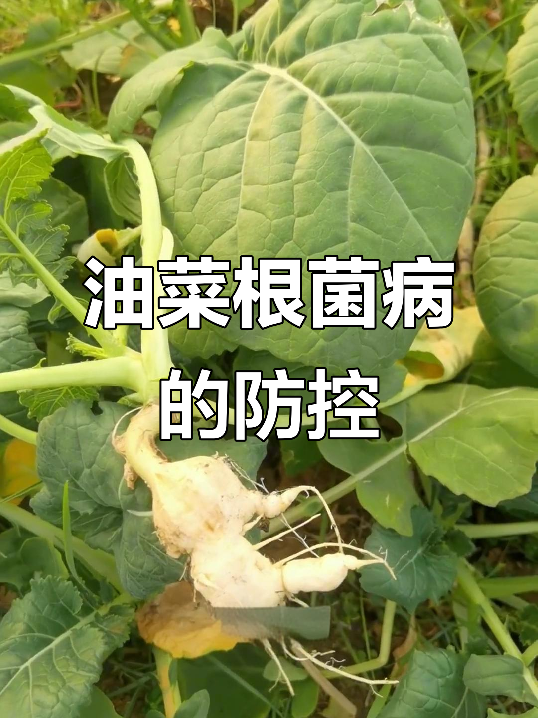 油菜根种病发病原因与防治方法