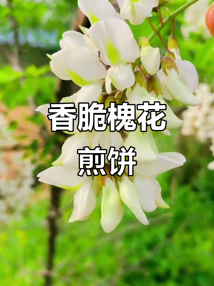 春天槐花煎饼，香气扑鼻又美味