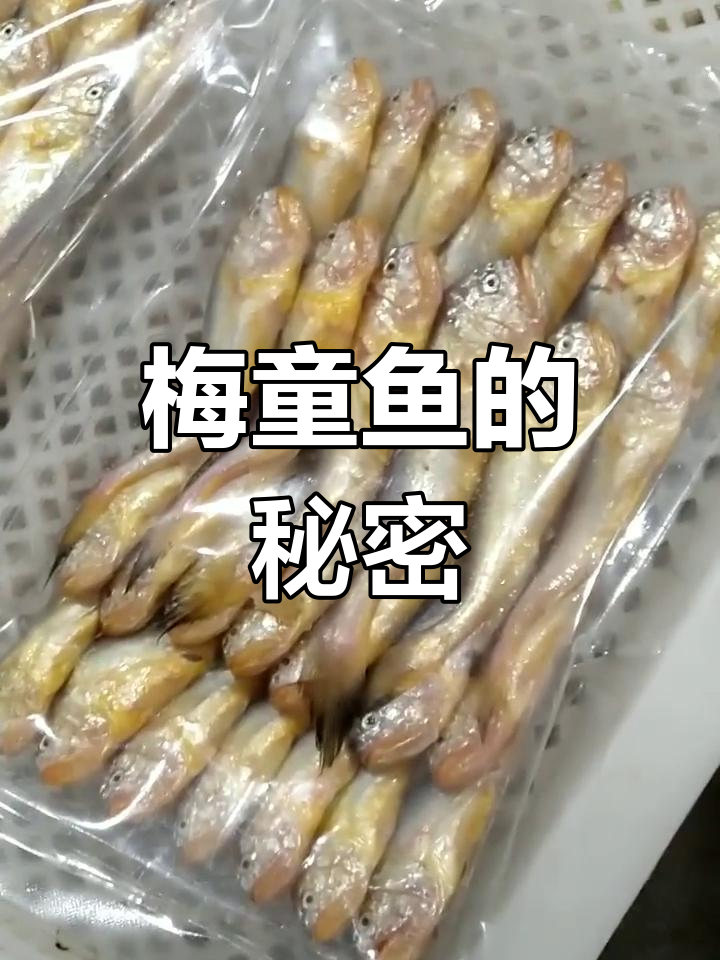 梅童鱼大小远超小黄鱼,数量难以精确统计