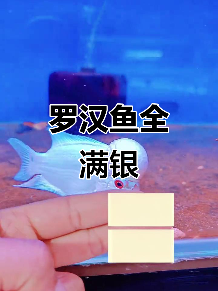 泰国罗汉鱼满银现象,概率极低