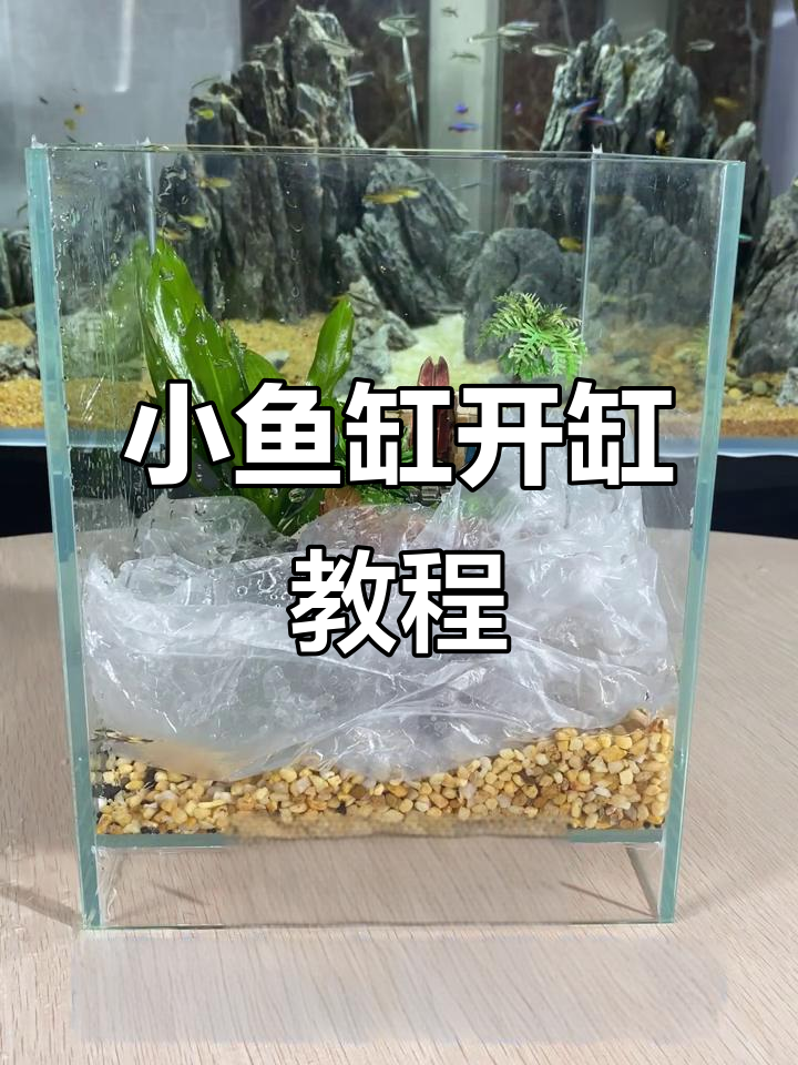 办公室小鱼缸开缸全攻略，简单又好看！