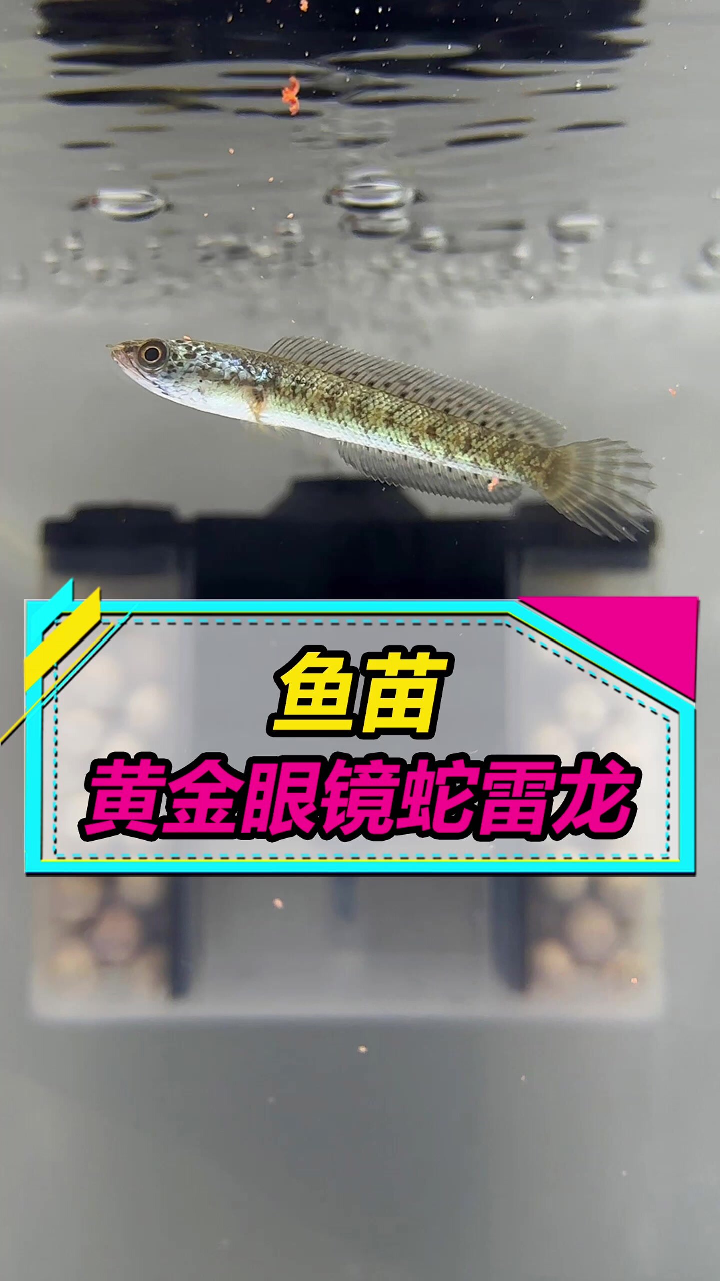 新手饲养黄金眼镜蛇雷龙鱼的注意事项!