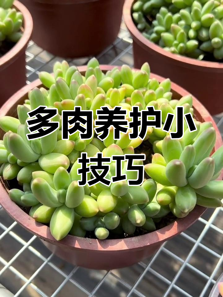 千代田之松:墨西哥多肉植物的美丽形态