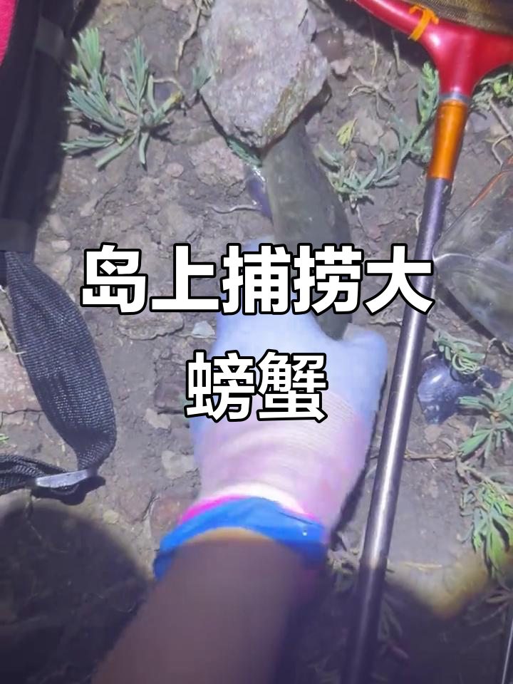 赶海抓巨型蟹虎鱼,竟能卖三百美元一斤!