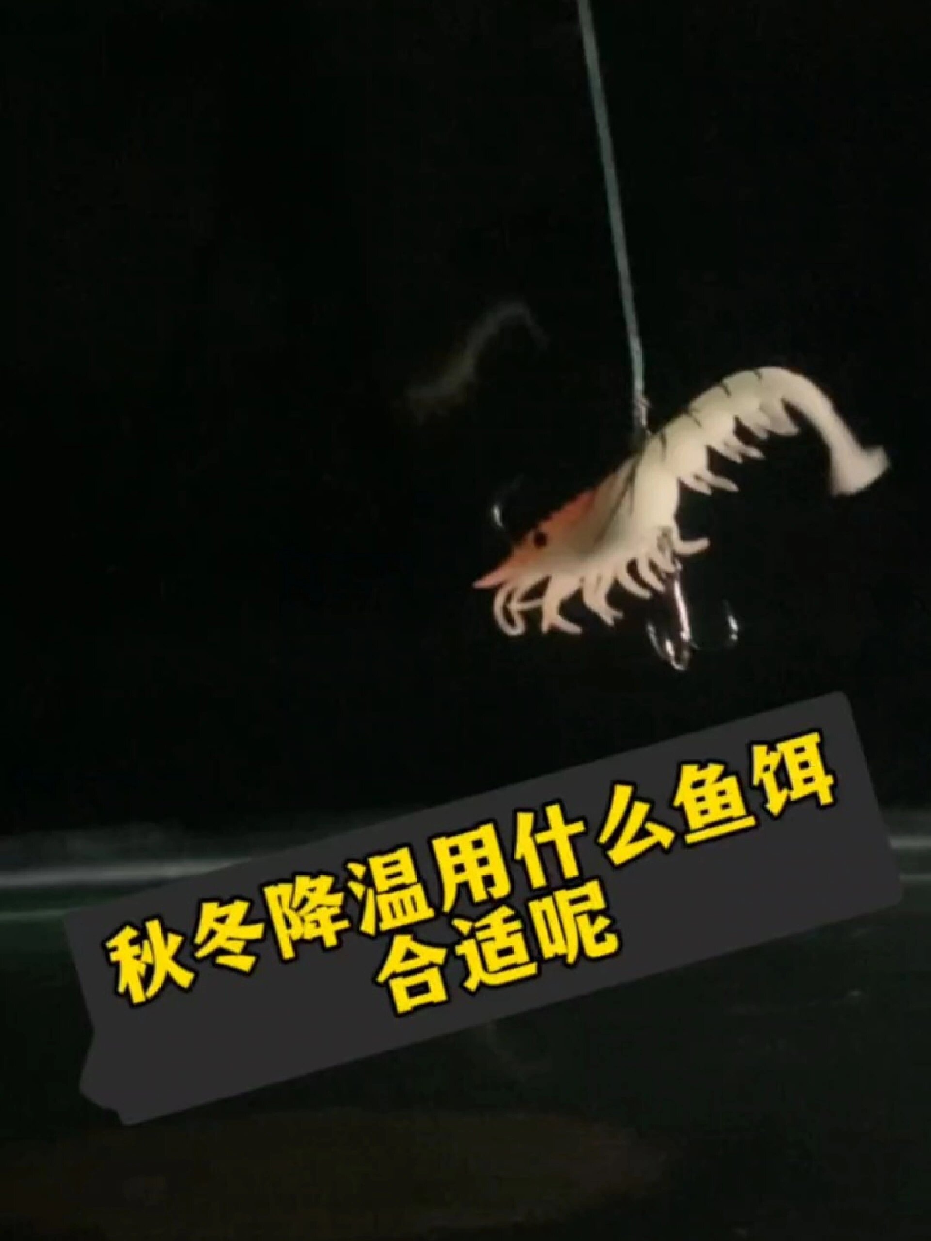 秋冬降温用什么路亚鱼饵呢?