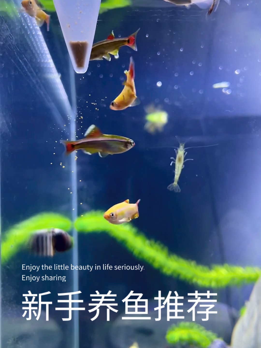 推荐4种非常适合新手懒人养的鱼