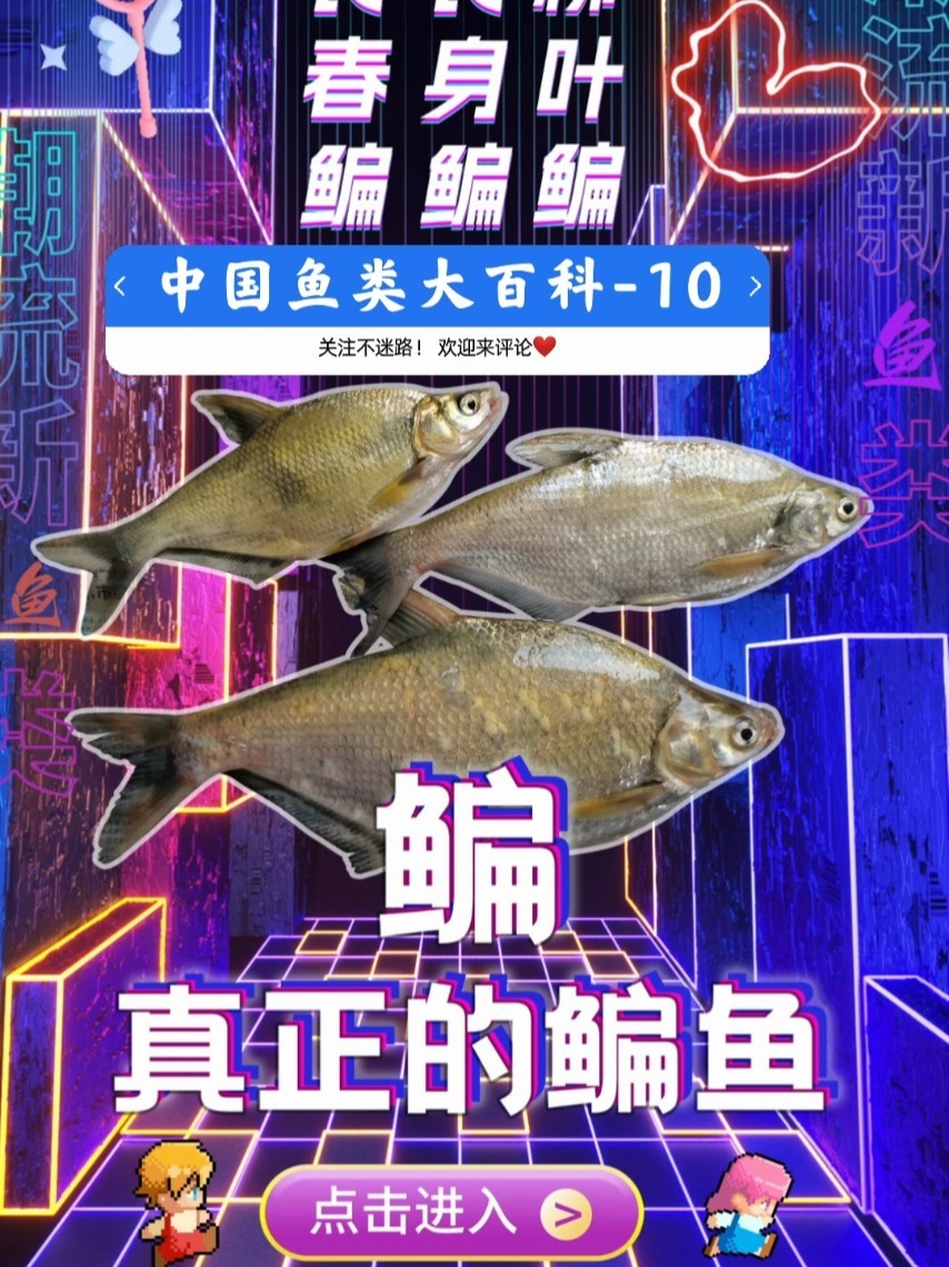 鳊鱼~中国真正的鳊鱼你见过吗?